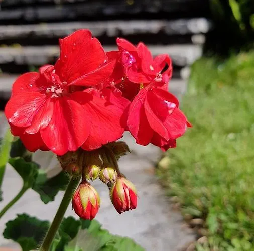 Pensionat Del Cigno *