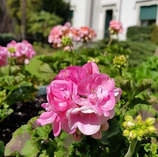 Del Cigno Casa de hóspedes