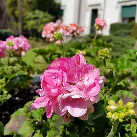 Del Cigno 게스트하우스